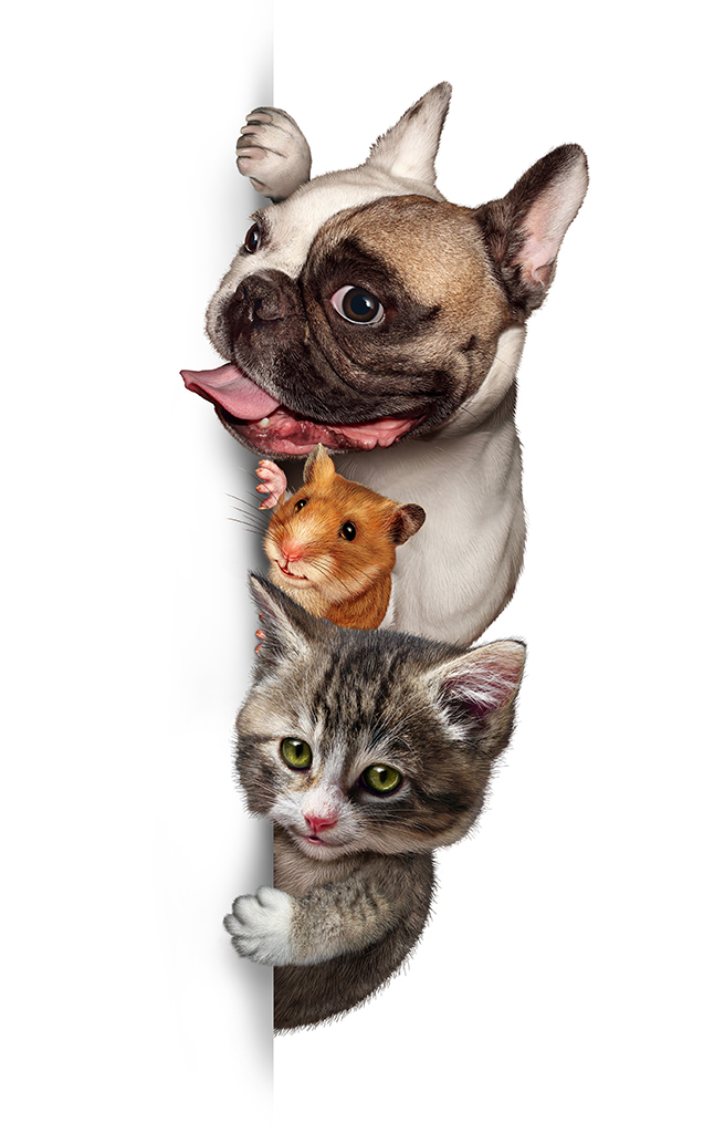 Group Of Pets — Stock Photo
